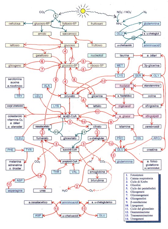 Schema dei processi biochimici