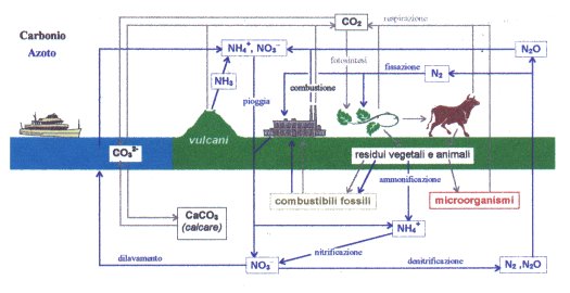 Ciclo del carbonio e ciclo dell'azoto